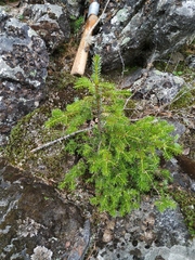 Picea jezoensis jezoensis