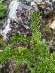 Picea jezoensis jezoensis