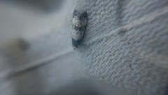 Neocochylis dubitana