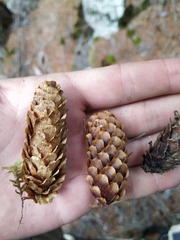 Picea jezoensis jezoensis