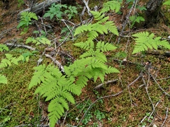Gymnocarpium jessoense