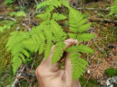Gymnocarpium jessoense