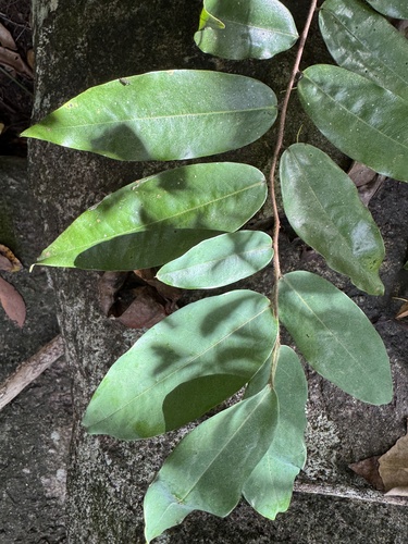 Xylopia maccreae, 2025-03-10