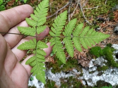 Gymnocarpium jessoense