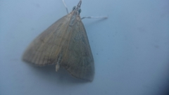 Anania crocealis