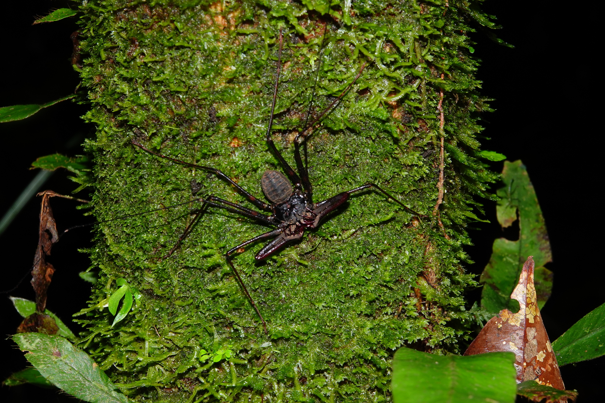 Heterophrynus batesii (Butler, 1873)