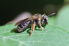 Andrena alleghaniensis