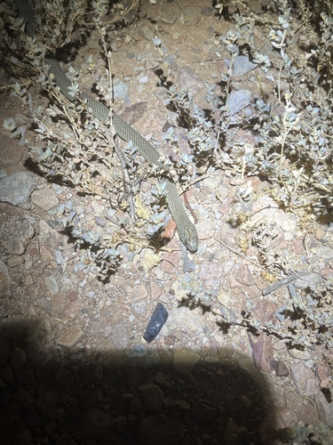 Mulga Snake sighting