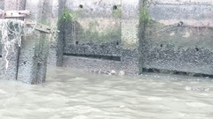 Varanus salvator macromaculatus