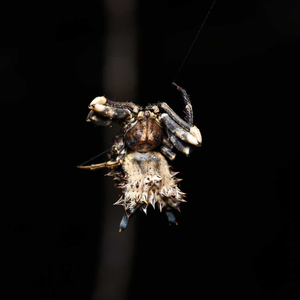 Pycnacantha fuscosa