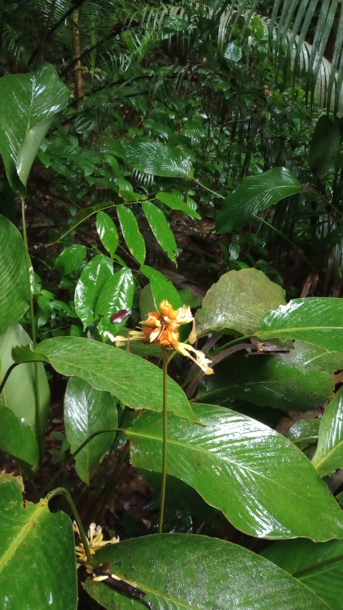 Imagem de Maranta-zebrina