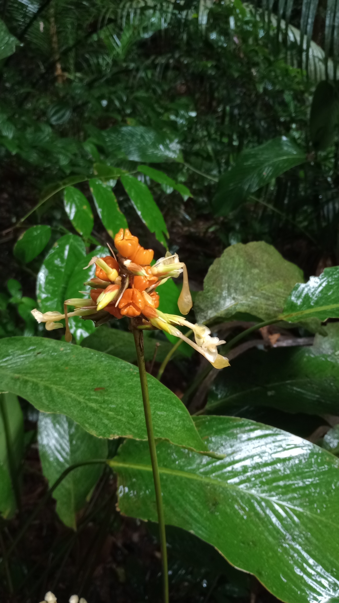 Imagem de Maranta-zebrina