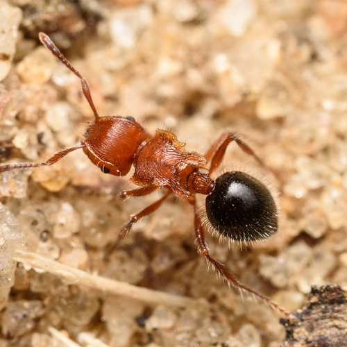 Meranoplus mayriMeranoplus mayri