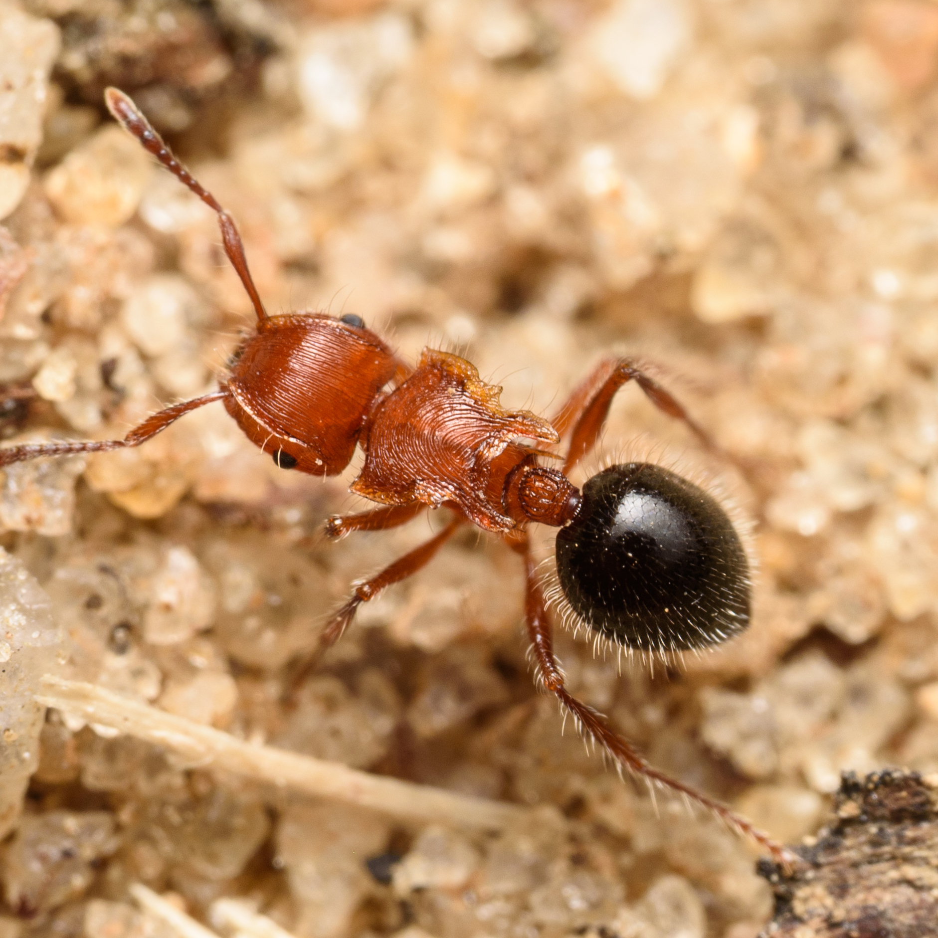 Meranoplus mayri