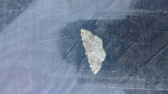 Stegania trimaculata