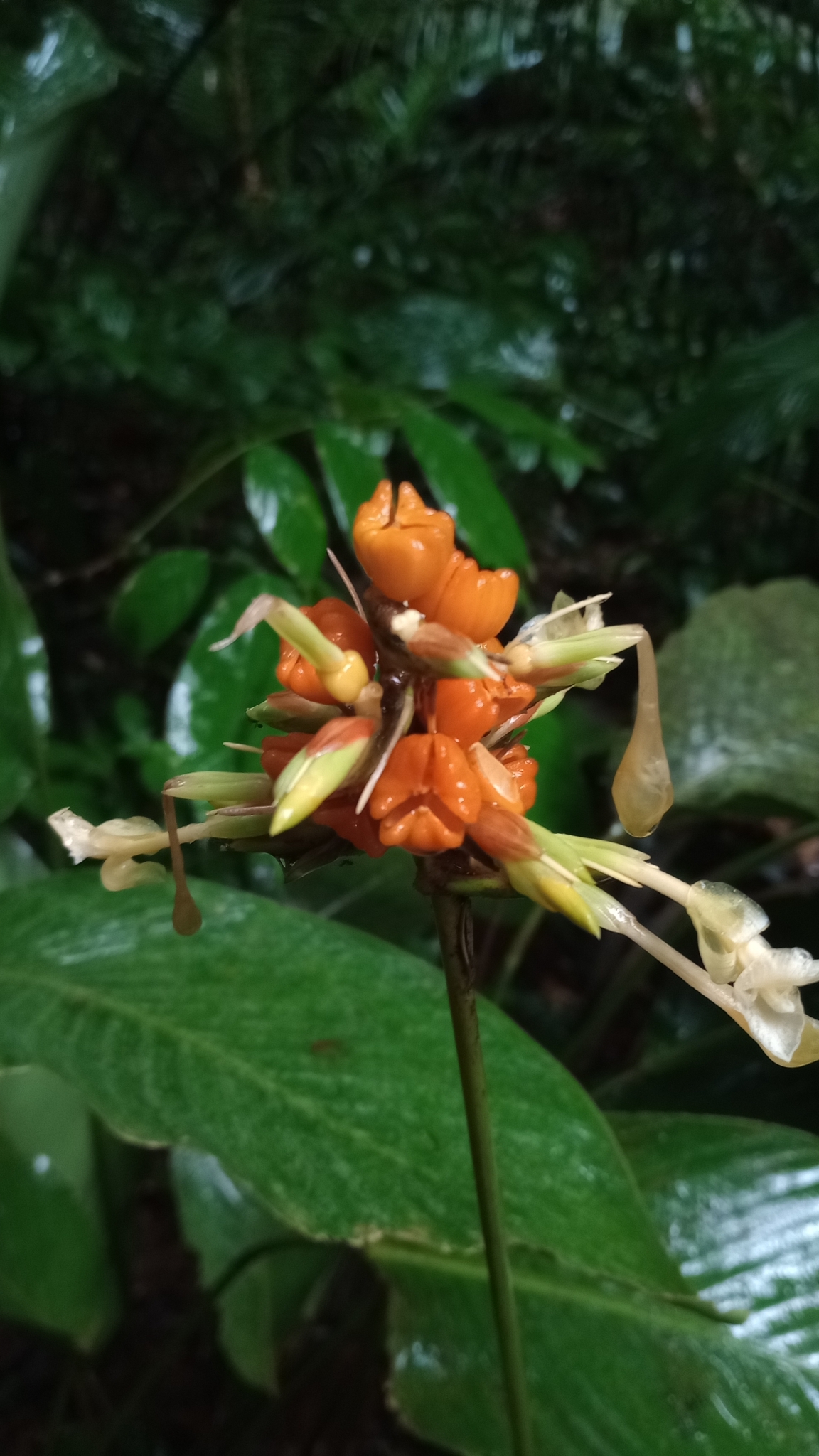 Imagem de Maranta-zebrina