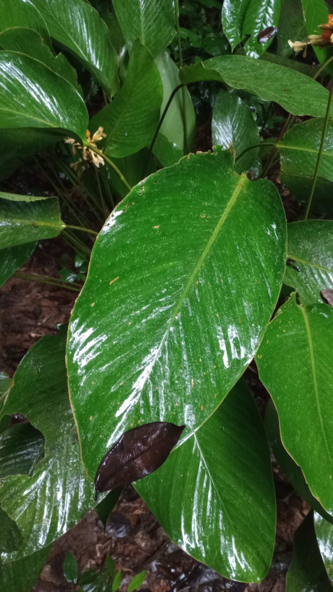 Imagem de Maranta-zebrina