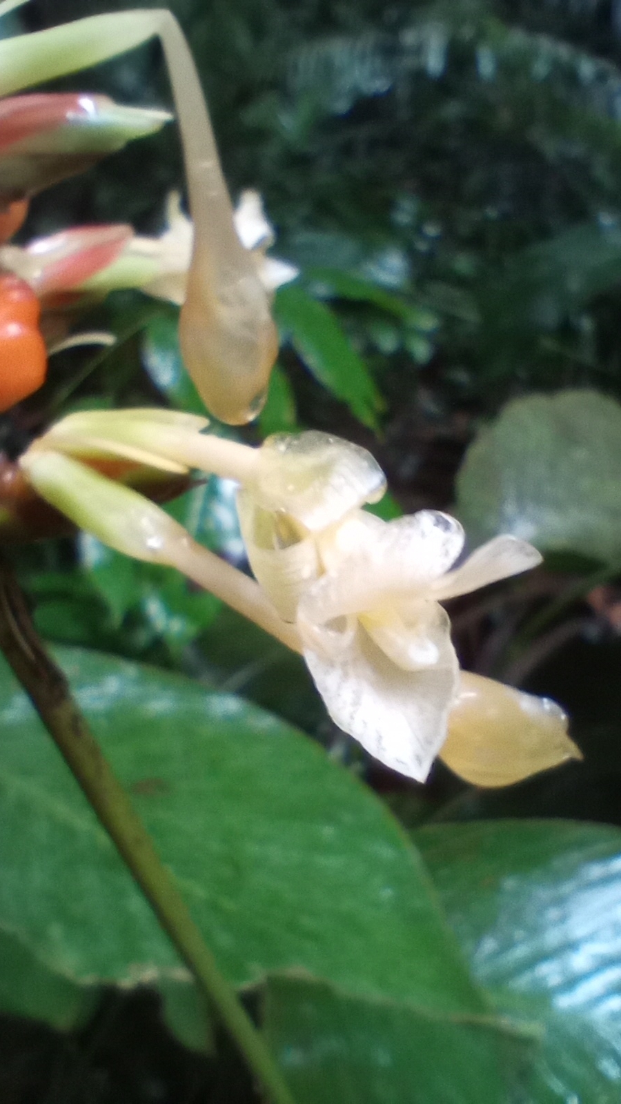 Imagem de Maranta-zebrina