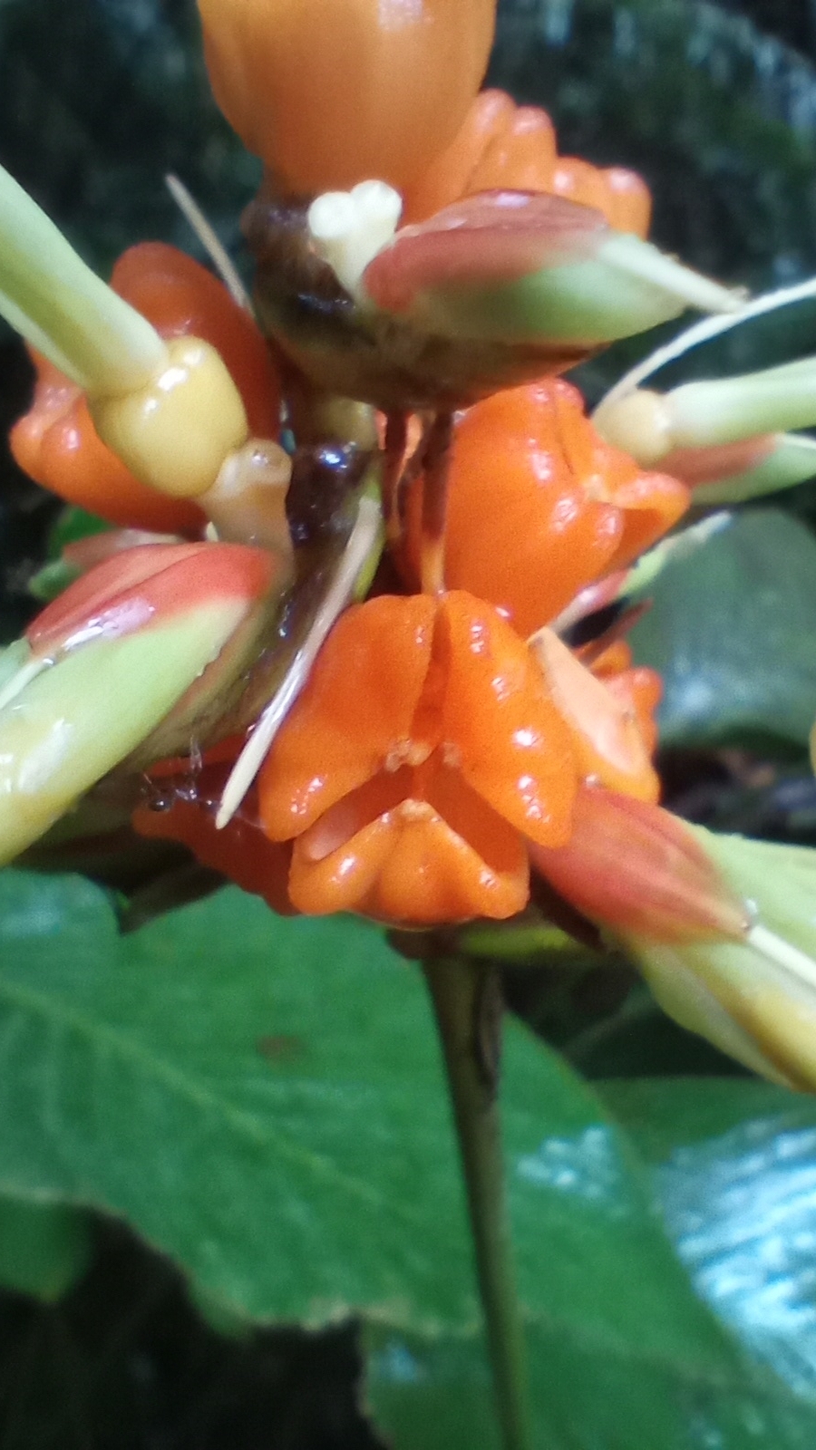 Imagem de Maranta-zebrina