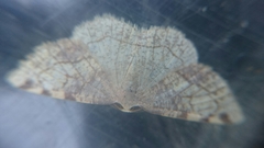 Stegania trimaculata