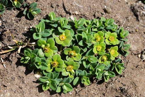 Euphorbia stracheyi