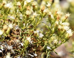 Ericameria resinosa