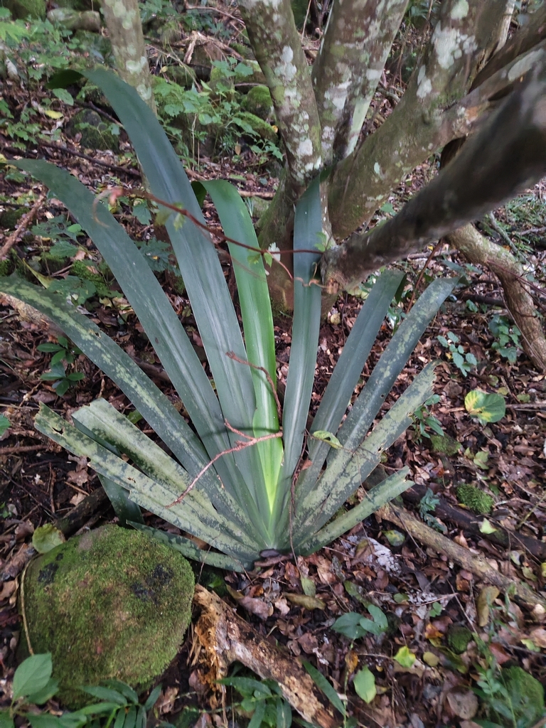 Dietes butcheriana (Wide-leafed Dietes, Wild Iris)