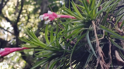 Image of Tillandsia tenuifolia by (c) Enrique Salazar, some rights reserved (CC BY)