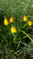 Fritillaria pudica