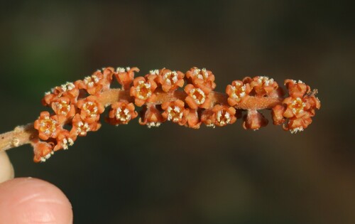 Scleropyrum pentandrum observed 2024-01-22
