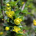 Berberis angulosa - Photo (c) Suresh Ghimire, some rights reserved (CC BY-NC), uploaded by Suresh Ghimire