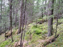 Picea jezoensis jezoensis