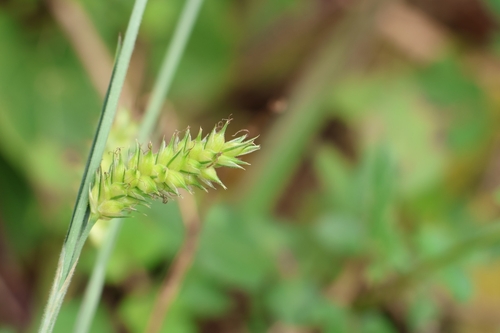 Carex laticeps iNat (2)