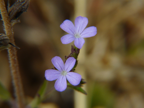 Buchnera hispida