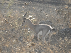 Gazella gazella