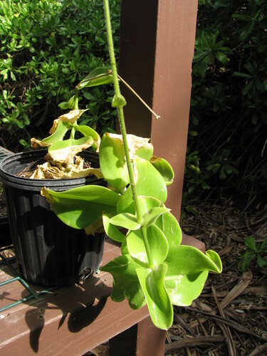 Schiedea verticillata