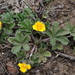 Potentilla saundersiana - Photo (c) Suresh Ghimire, some rights reserved (CC BY-NC), uploaded by Suresh Ghimire