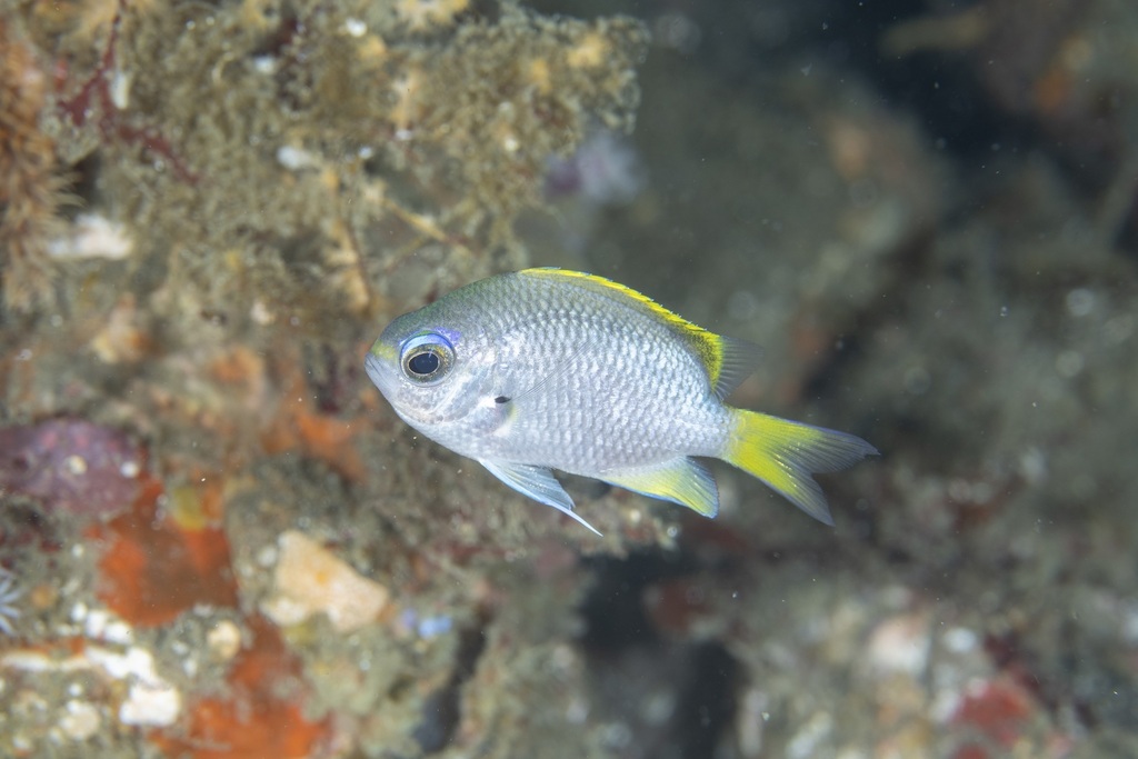 Moonstone Chromis