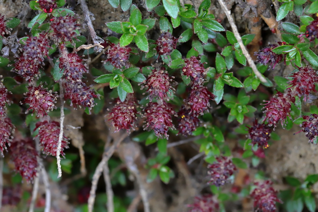 Salix fruticulosa