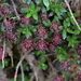 Salix fruticulosa - Photo (c) Suresh Ghimire,  זכויות יוצרים חלקיות (CC BY-NC), הועלה על ידי Suresh Ghimire