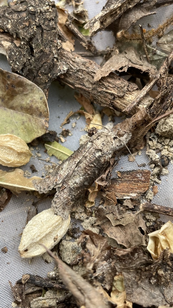 Gadirtha impingens