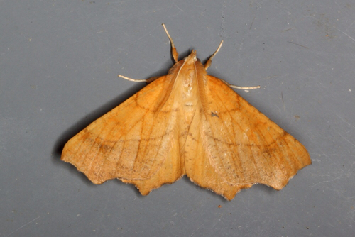 August Thorn, photo 2 of 10