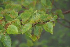 Betula ermanii