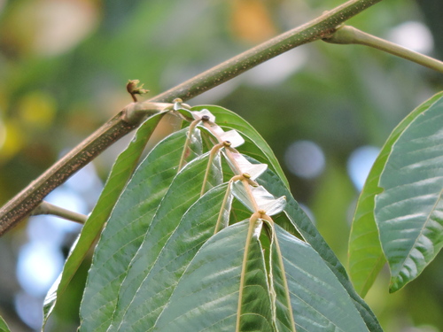 Image of Inga edulis by (c) Fabrício Mil Homens Riella, some rights reserved (CC BY)