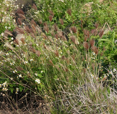 Chloris barbata iNat (2)