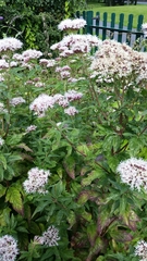 Eupatorium cannabinum