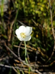 Parnassia palustris