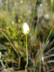 Parnassia palustris