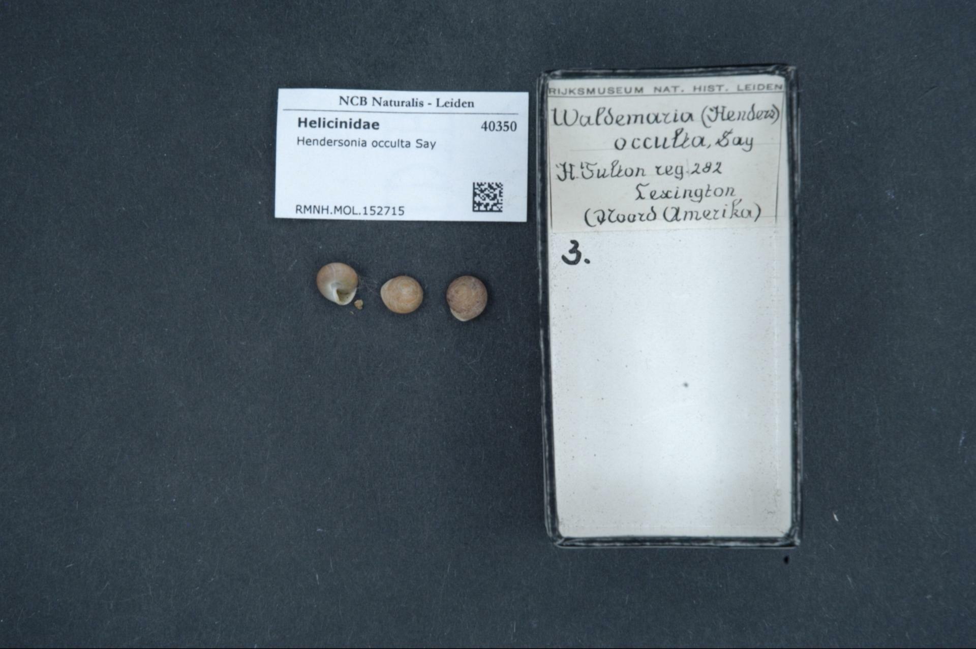 Cherrystone Drop (Hendersonia occulta) · iNaturalist