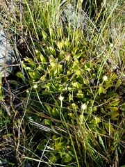 Parnassia palustris
